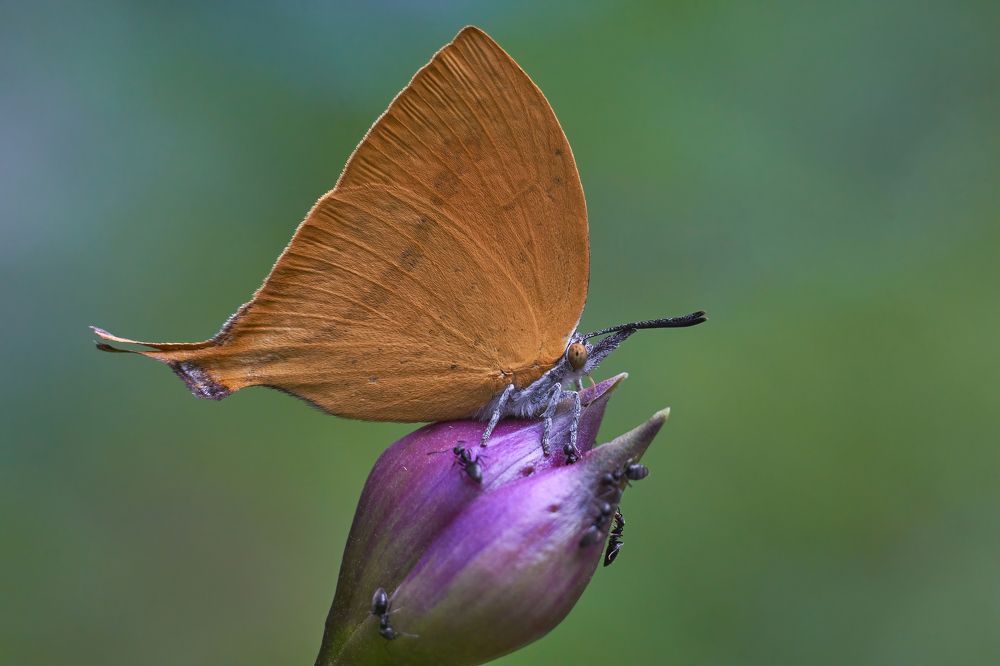 Photograph by Sonnadara Kushan Madushanka