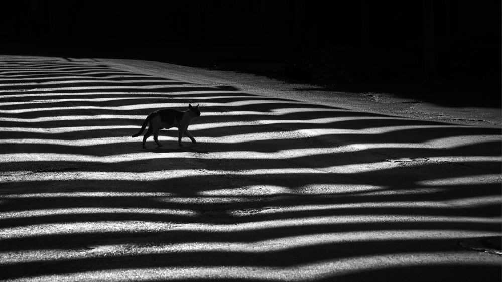 Photograph by Metin Gonen