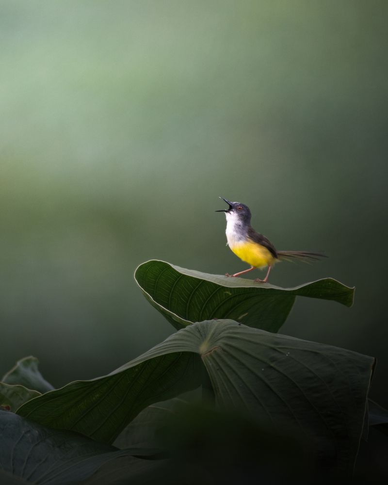 Yellow-bellied prinia