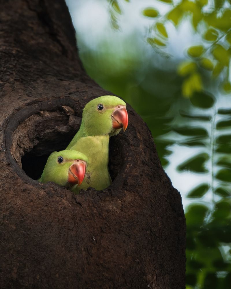 Rose-ringed parakeet