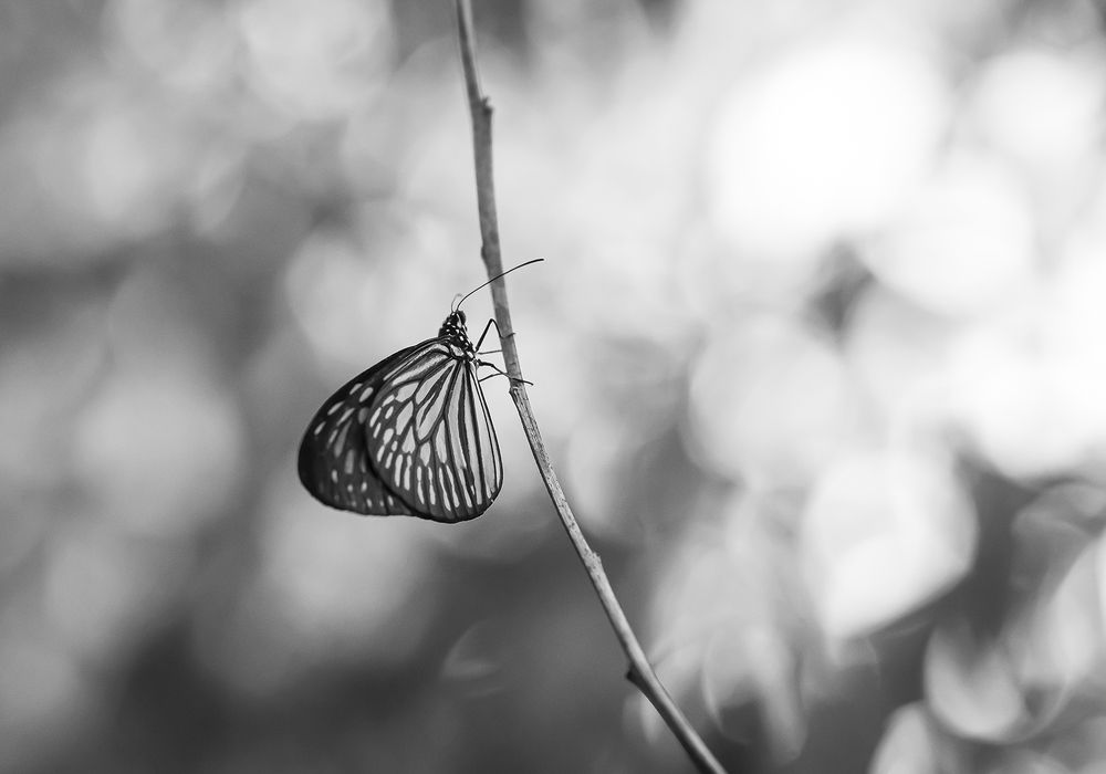 Photograph by Tharaka mihiranga athapaththu