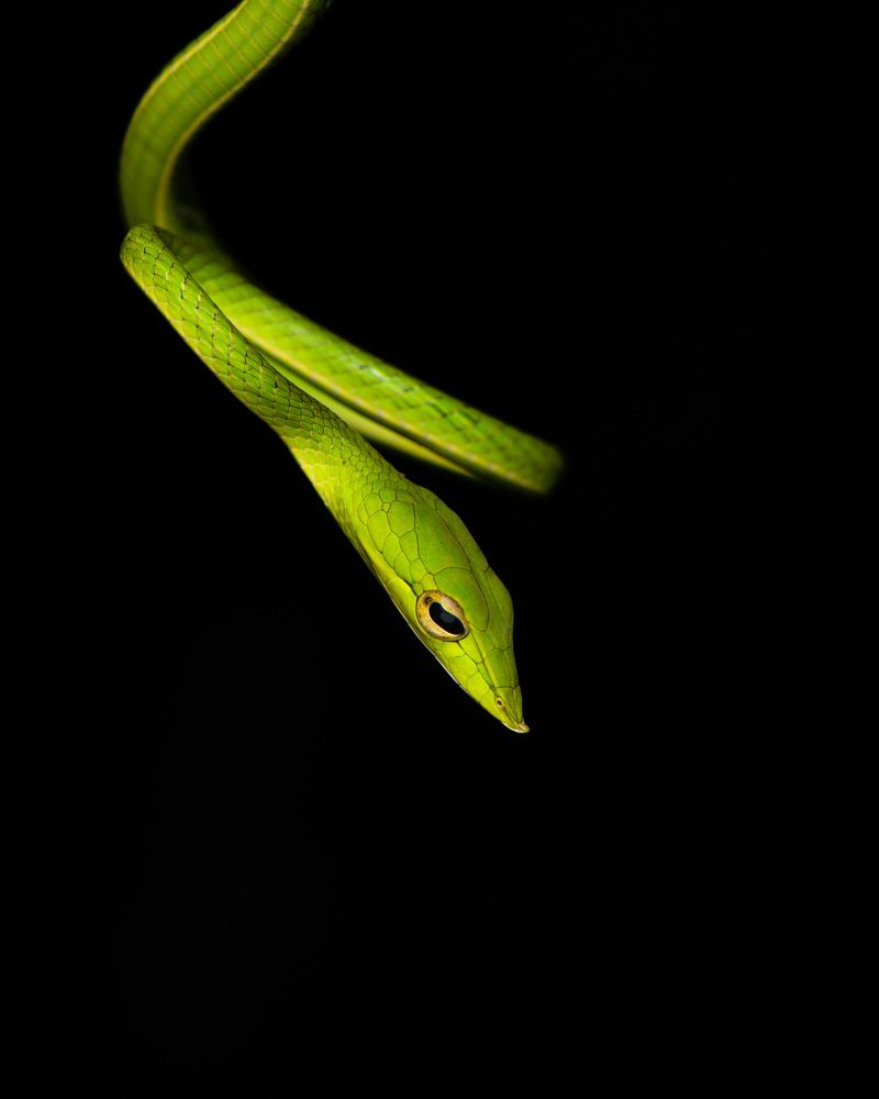 Photograph by SOORAJ NALLOORE