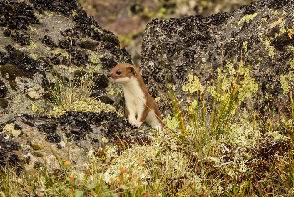Photograph by Игорь Сидун