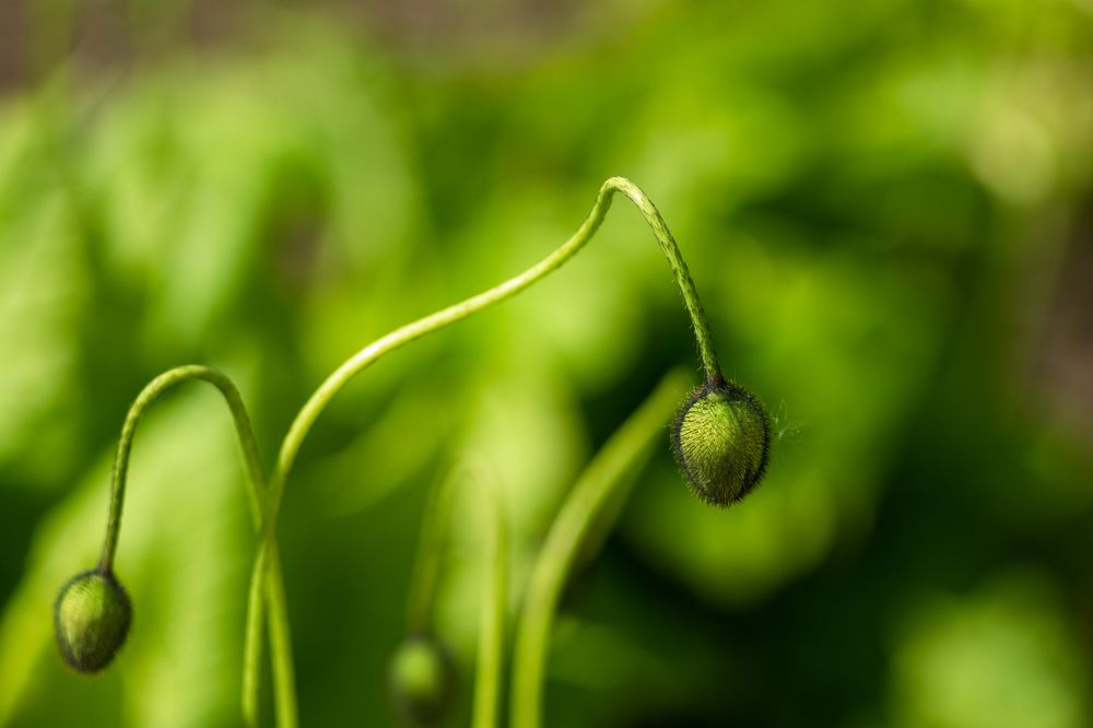 Photograph by Taras Shevchenko