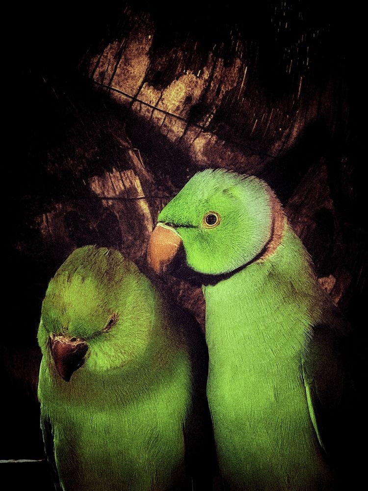 Durra's green parrot