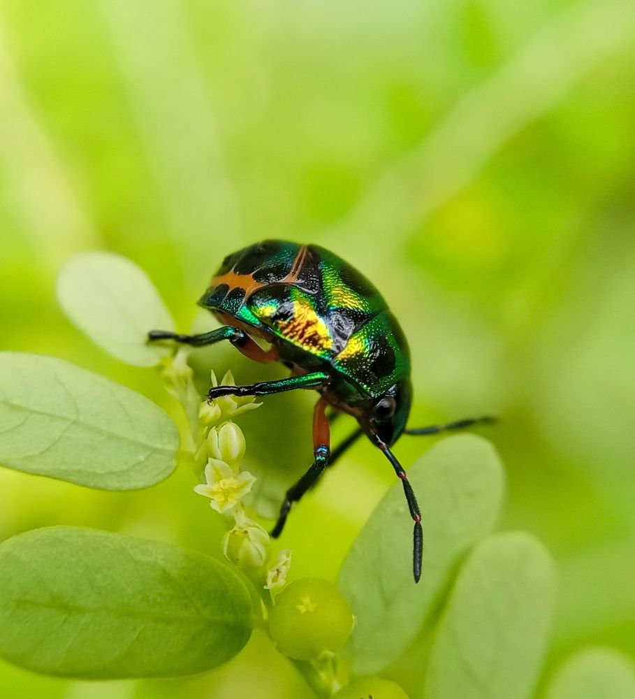 Photograph by Thimira adinisuru Ayiththappullige