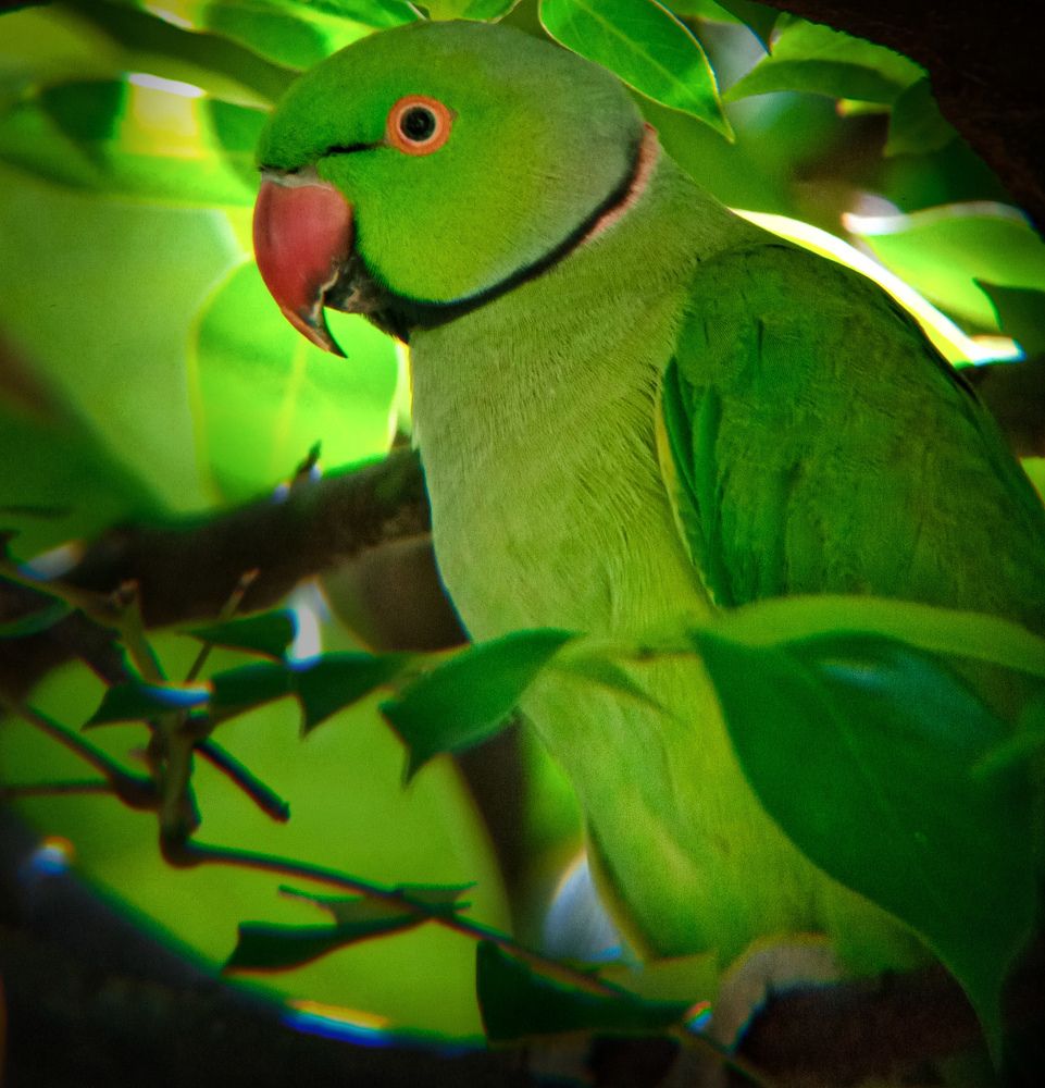 Photograph by Thimira adinisuru Ayiththappullige