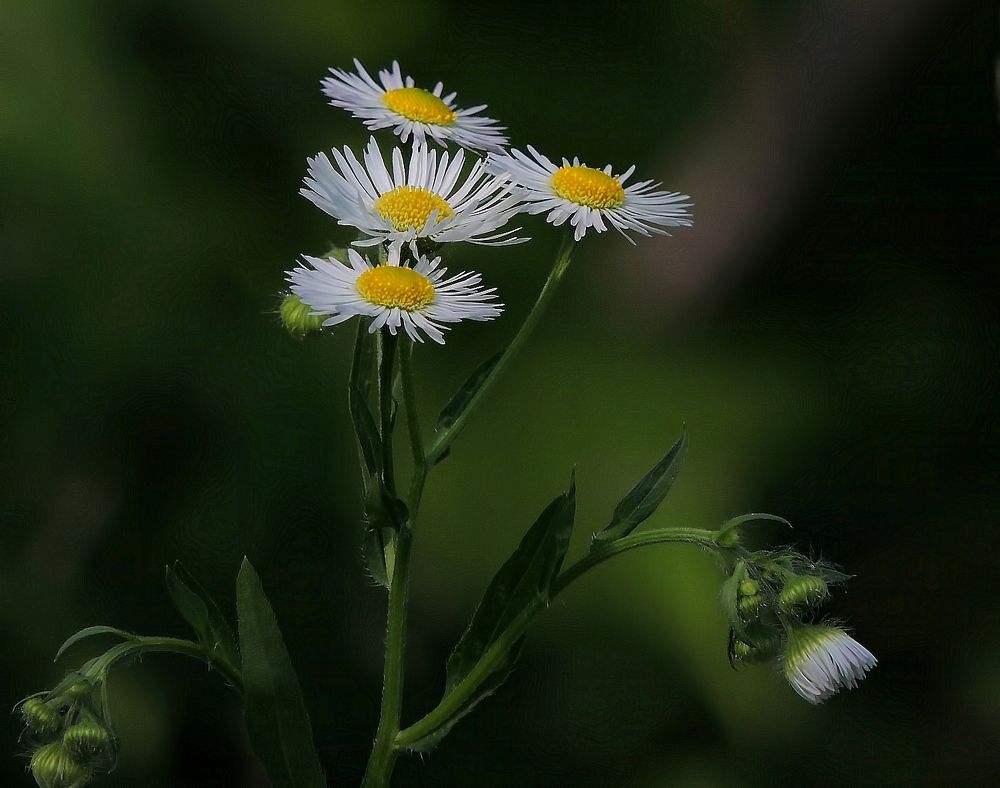 Photograph by Савоцкий Роман
