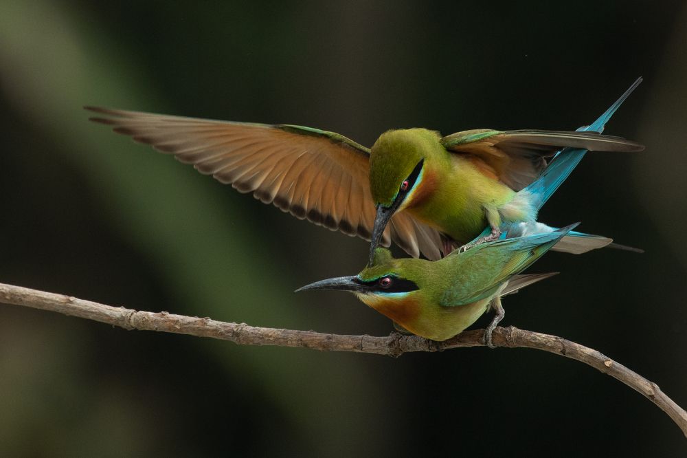 Photograph by Susanjit Saha