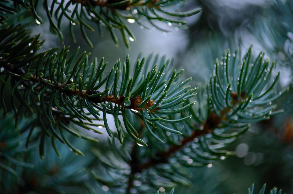 Photograph by Чебесов Олег