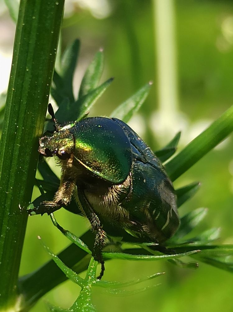 Photograph by Halina Mitsevich