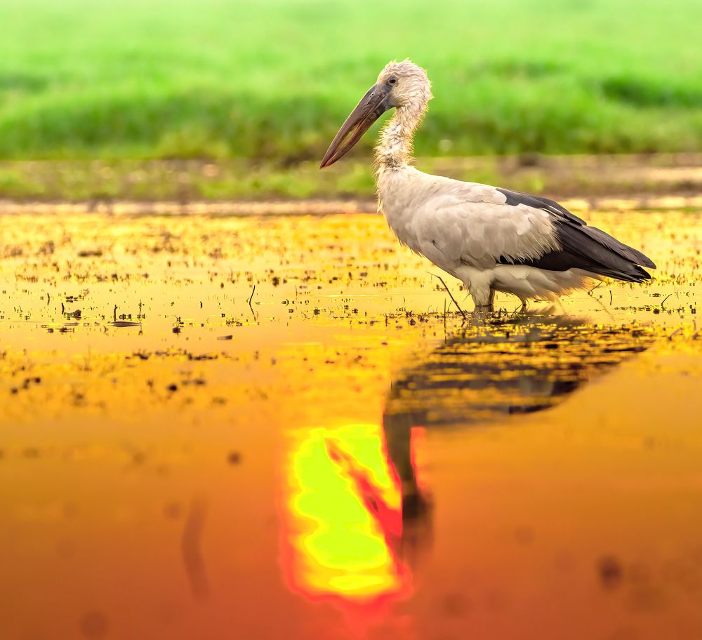 Photograph by Abhishek Manna