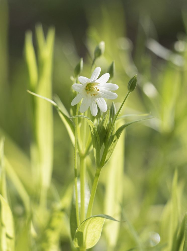 Фотография автора Ольга Бонина