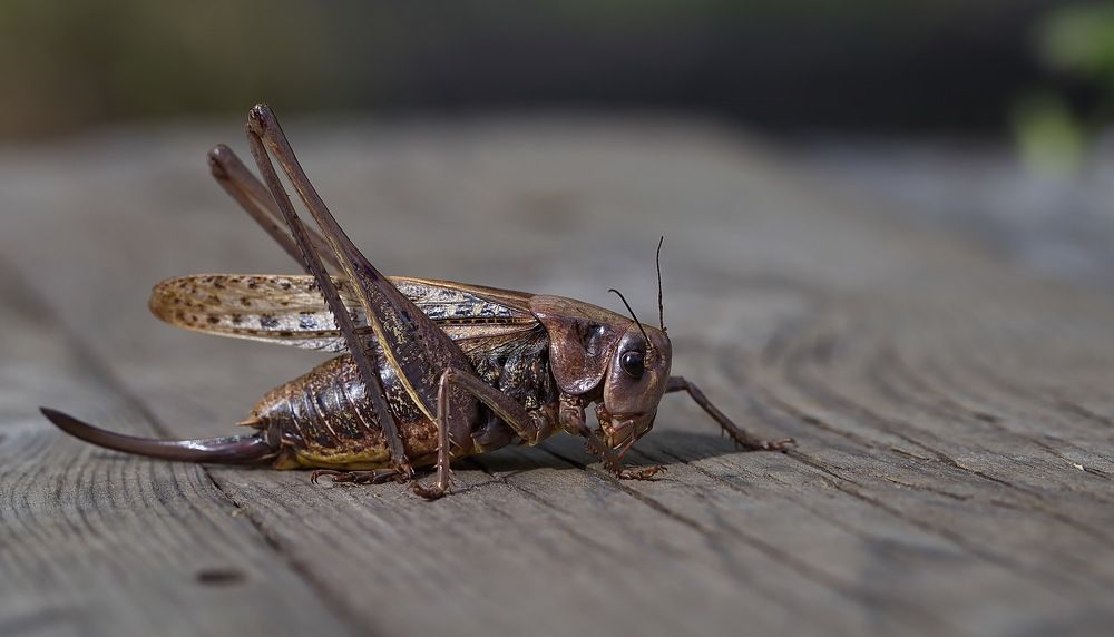 Photograph by Анатолий Васильев