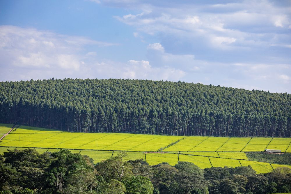 Photograph by Antony Trivet