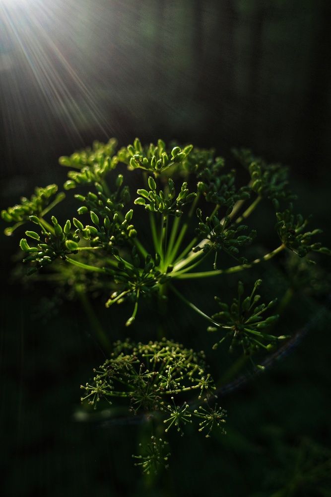 Photograph by Алла Никушкина