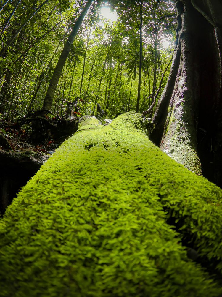 Nature’s beauty, Green frame