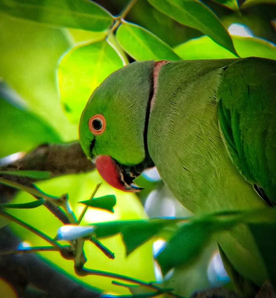 Photograph by Thimira adinisuru Ayiththappullige