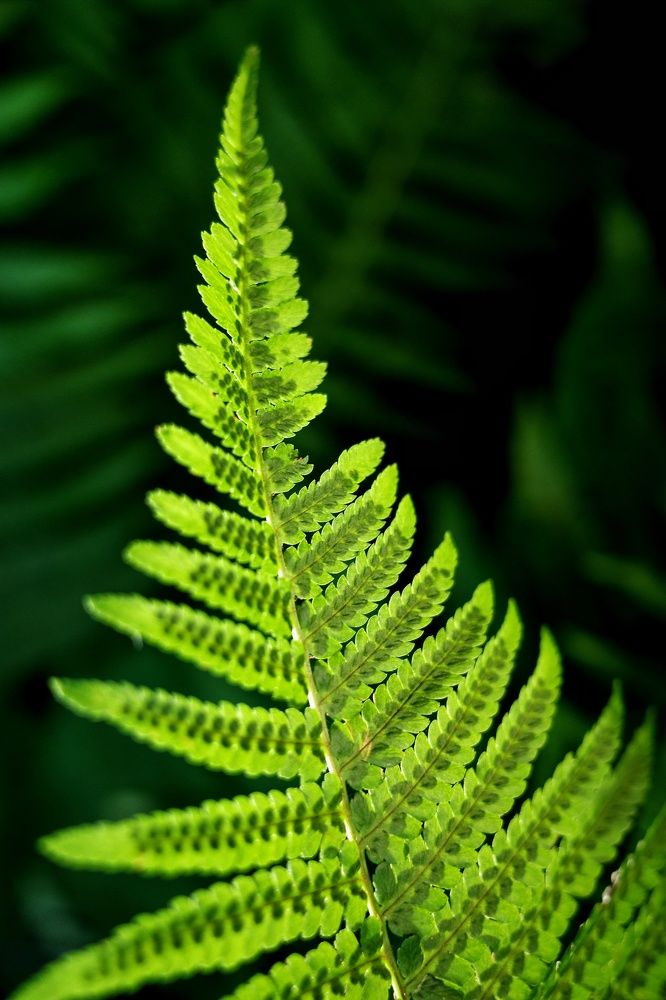 Photograph by Алла Никушкина