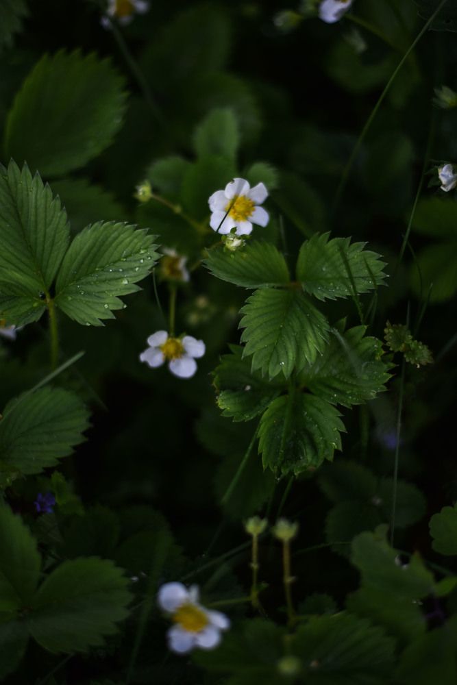 Photograph by Виктория Шамурина