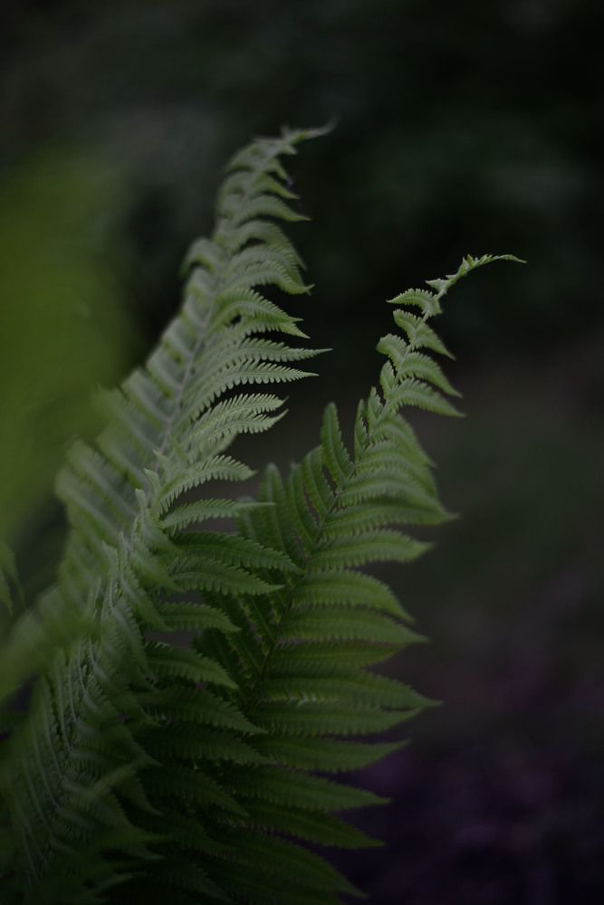 Photograph by Виктория Шамурина