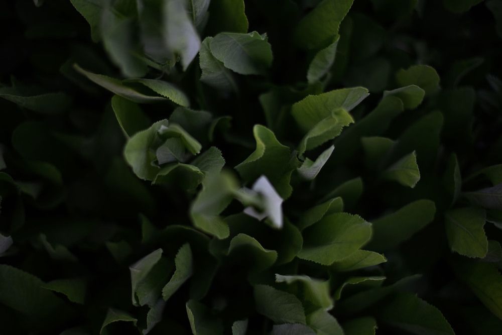 Photograph by Виктория Шамурина