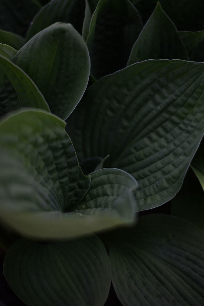 Photograph by Виктория Шамурина