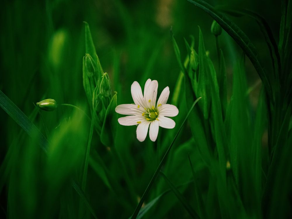 Звездчатка