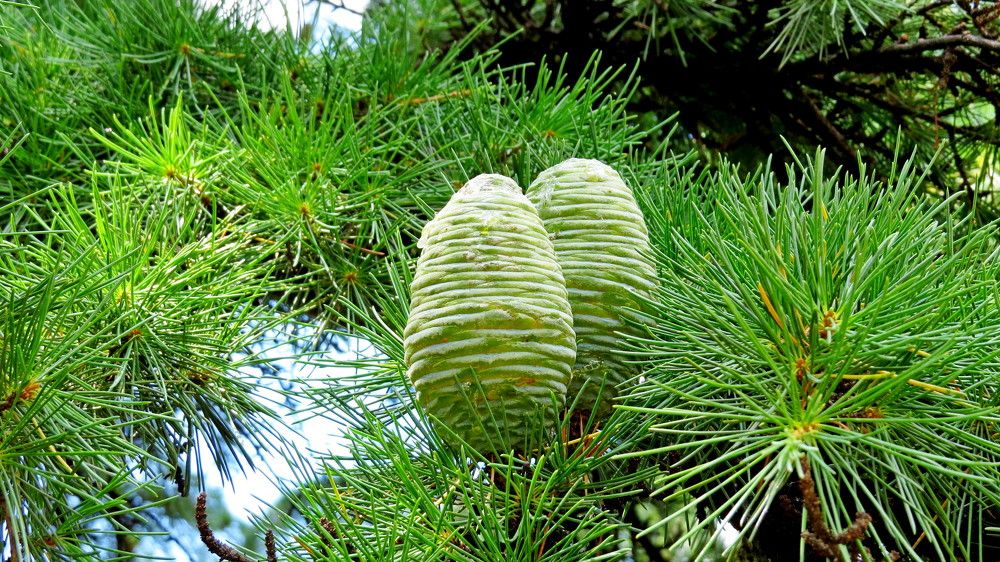 Photograph by Елена Казарина