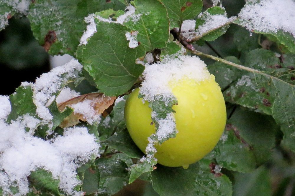 Молодильное яблочко