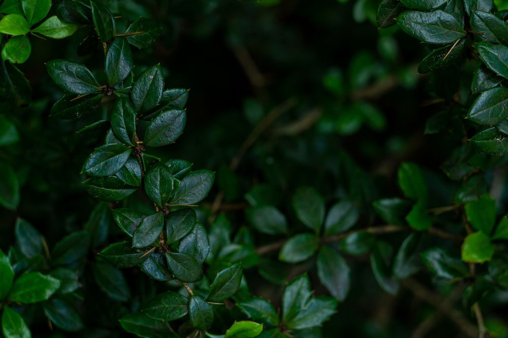 Photograph by Анна Зеленая