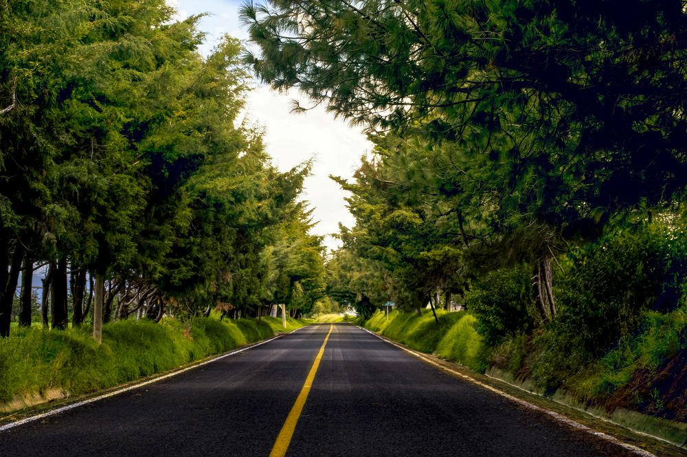 The way to the town is always green