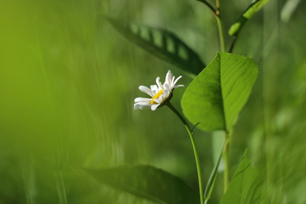 Зеленоглазое лето