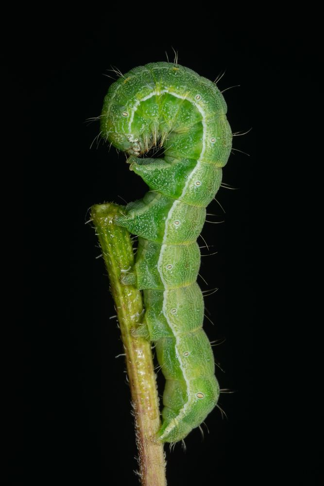 Совка шалфейная