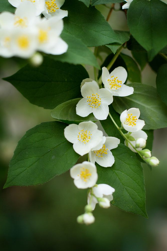 Photograph by Елена Макшеева