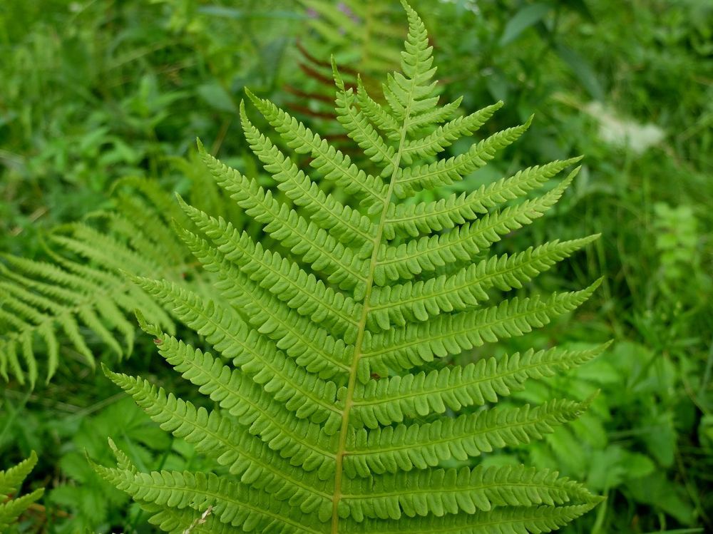 Photograph by Ираида Стародубцева