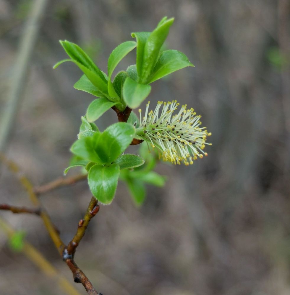Photograph by Ираида Стародубцева