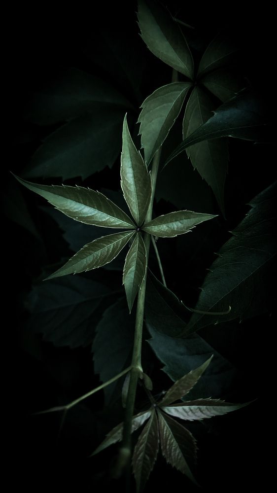 Photograph by Дарья Макаревич