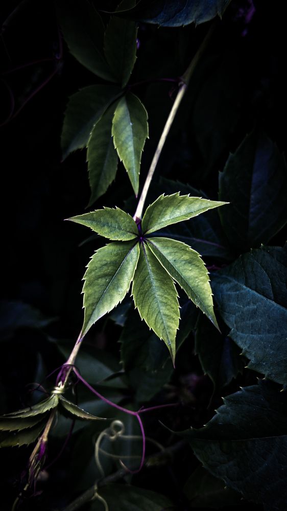 Photograph by Дарья Макаревич