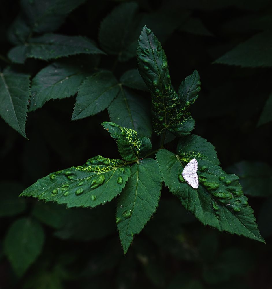 Photograph by Евгений Волосков