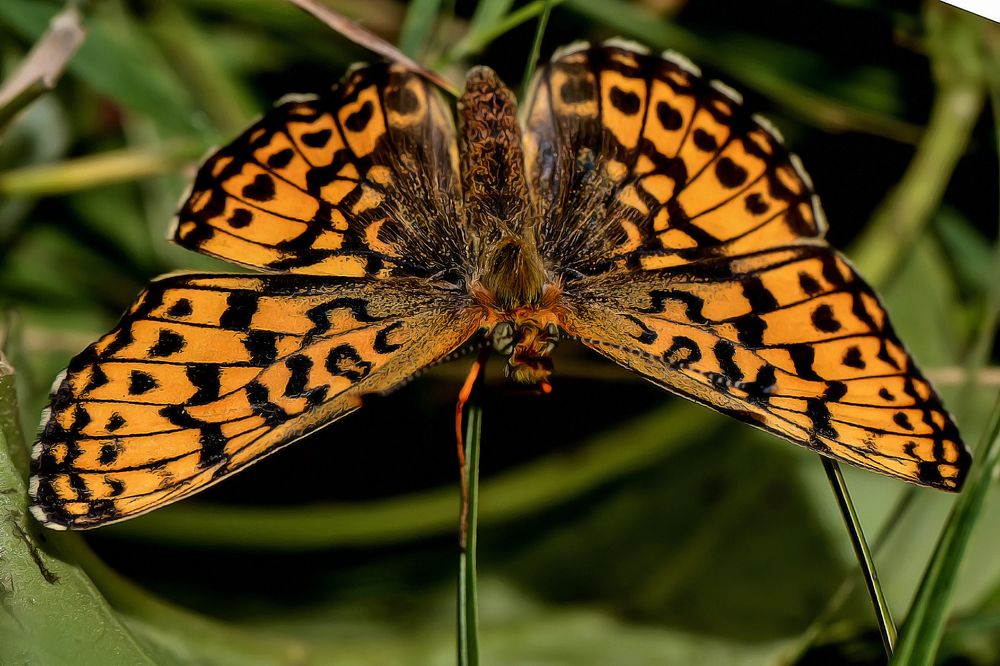 Photograph by Александр Шипиленко