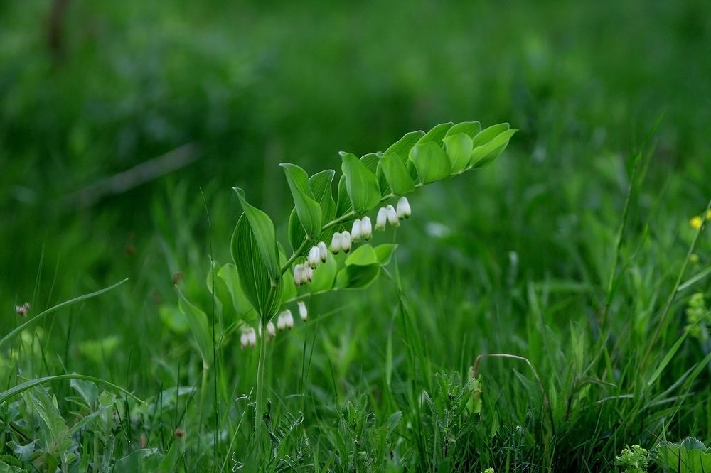 Фотография автора Надежда Лисицына