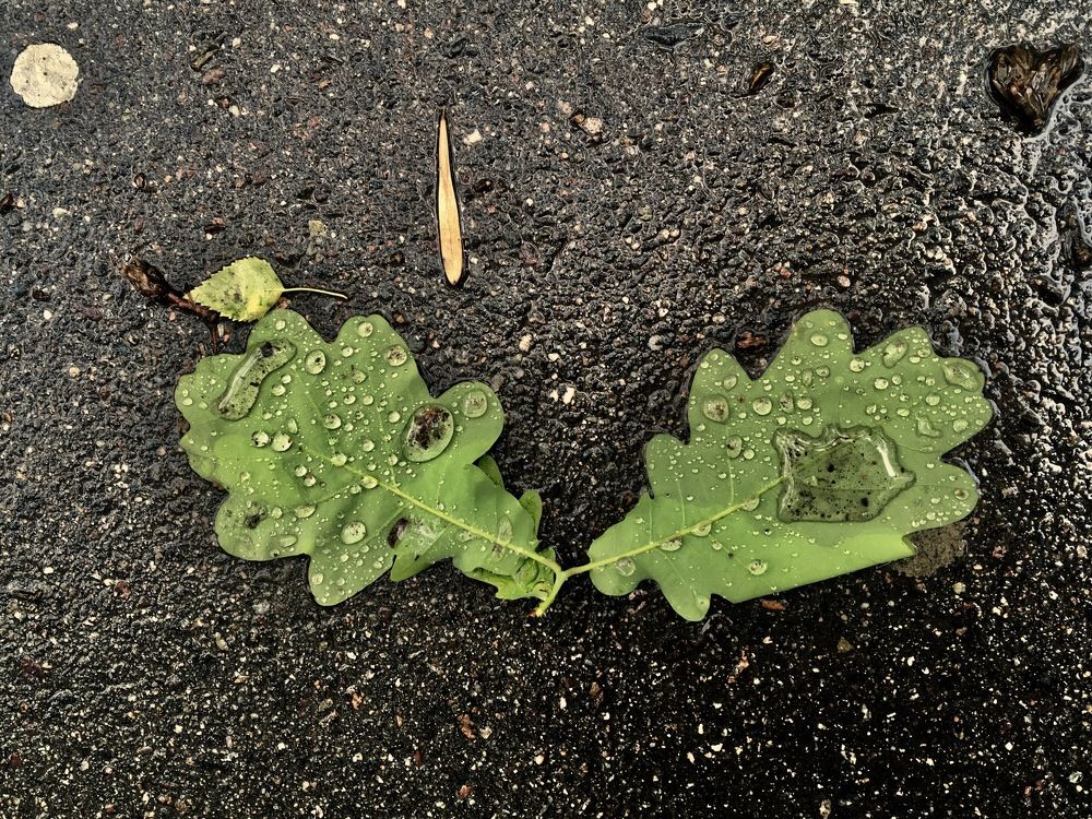 Photograph by Елена Ким