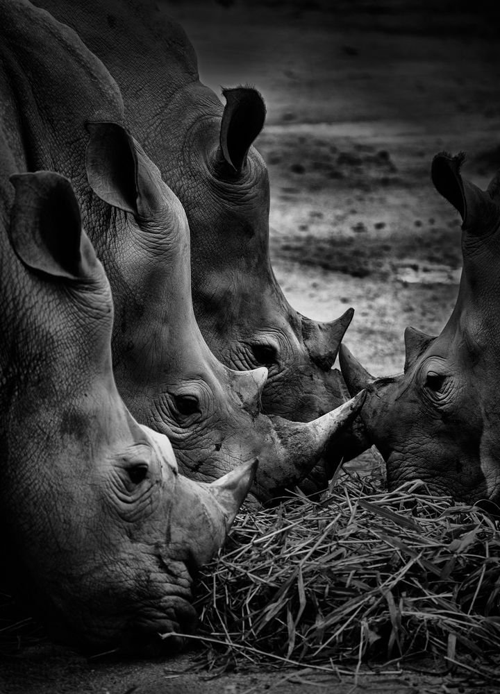 Photograph by TWEE LIANG WONG