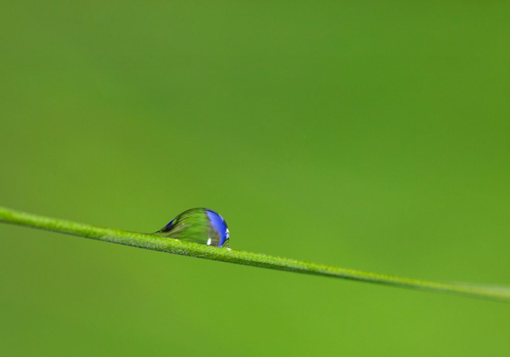 Зеленый фон