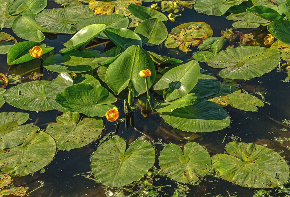 Photograph by Vladimir  Komarov