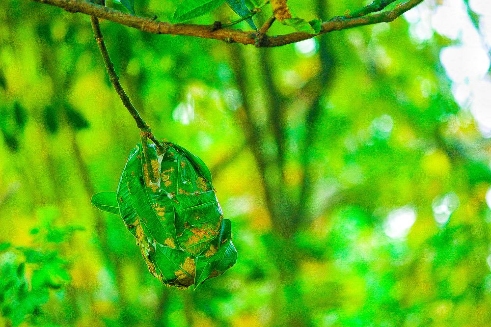 Photograph by DEBRAJ BISWAS