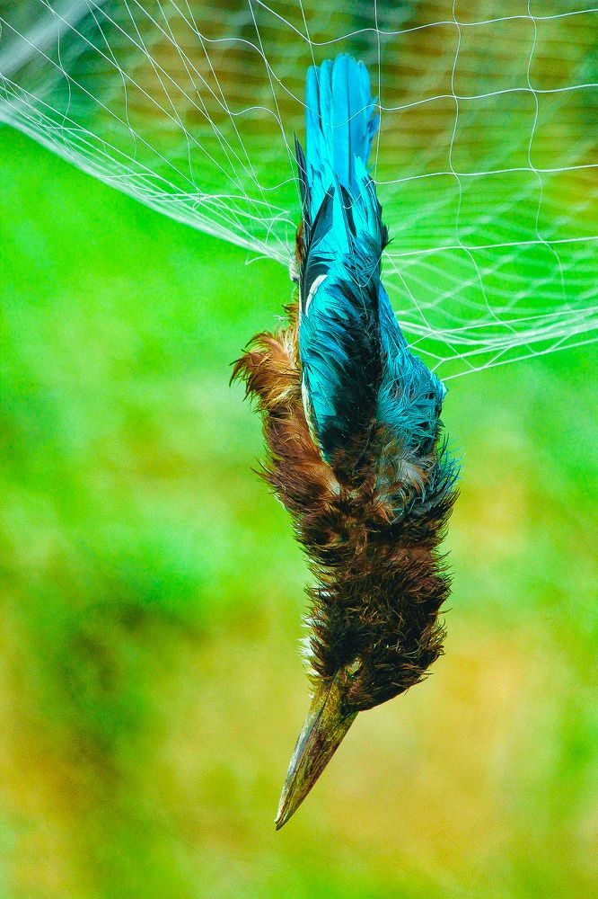 Photograph by DEBRAJ BISWAS