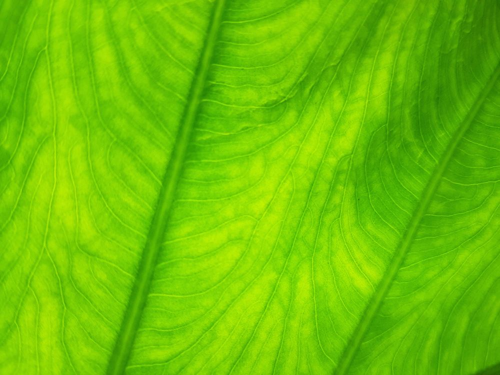 Photograph by DEBRAJ BISWAS