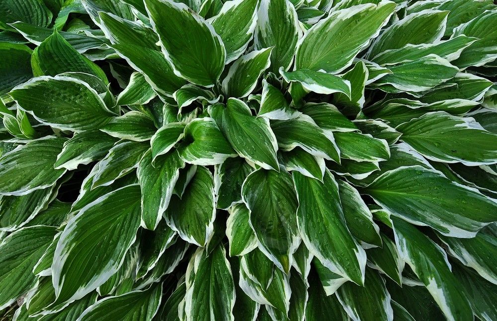 Photograph by Юрий Яковлев